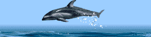 delfino tuffo 2.gif